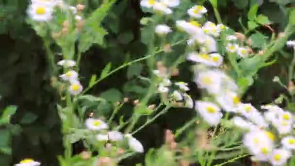 Bloeiende veld madeliefjes zwaaien uit de wind. — Stockvideo