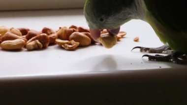  Papağan keşiş fındıklara yaklaştı ve gagasına bir fındık yedi. Takviye.