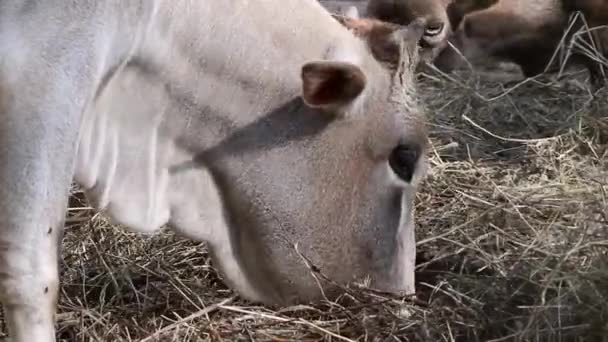 Uma vaca de cor clara está comendo feno lá fora. — Vídeo de Stock