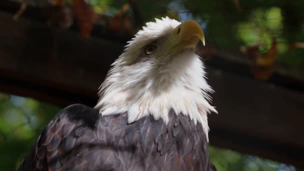 El águila gira la cabeza. La luz del sol cae sobre el águila. Movimiento lento. — Vídeos de Stock