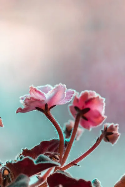 Бутони рожевого фіалки ростуть і розтягуються вгору. Вертикальне фото . — стокове фото