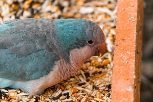 Szerzetes Kék Papagáj Tököt Eszik Kiváló Minőségű Fénykép — Stock Fotó