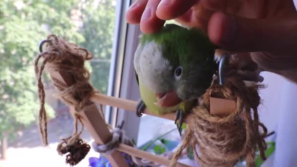 Yeşil papağan koklanmaktan hoşlanır. Ev dostu papağan.. — Stok video
