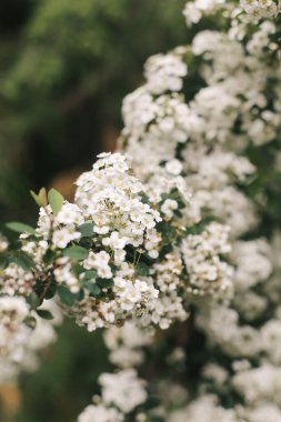 Çiçek açan çalılar, bir sürü beyaz kızılötesi ışıl ışıl