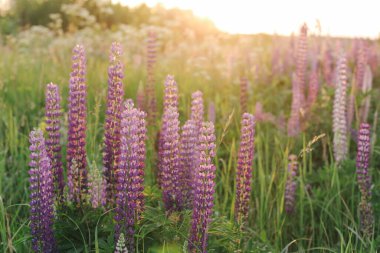 Batan güneşte bir sürü güzel, çiçek açan lupin..