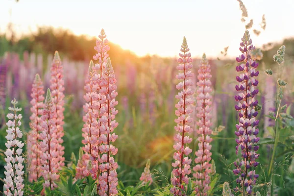 Många Vackra Blommande Lupiner Solnedgången — Stockfoto