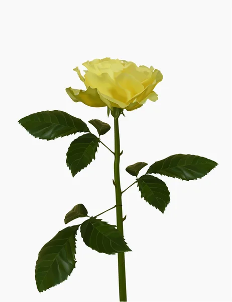Žlutá růže — Stockový vektor