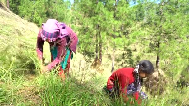 Zwei Junge Frauen Mähen Gras Für Ihren Bedarf Bäuerinnen Arbeiten — Stockvideo