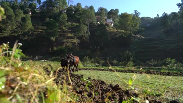Ein Indischer Bauer Pflügt Seine Felder Mit Seinen Stieren Der — Stockvideo