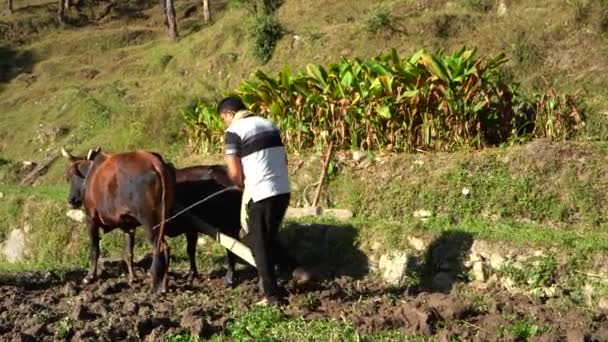 Agricultor Indiano Arando Seus Campos Com Seus Touros Época Agrícola — Vídeo de Stock