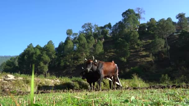 Agricultor Indiano Arando Seus Campos Com Seus Touros Época Agrícola — Vídeo de Stock