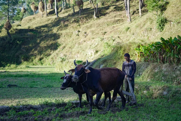 Farmer Indien Labourant Des Rizières Avec Une Paire Boeufs Utilisant — Photo