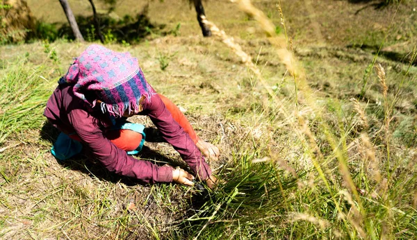 Indian Female Farmer Working Fields Cutting Grass Wearing Traditional Dress — Stock Photo, Image