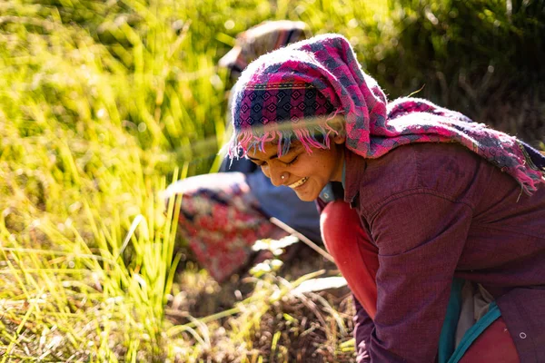Retrato Uma Agricultora Indiana Trajes Tradicionais Menina Agricultor Indiano Trabalhando Fotos De Bancos De Imagens