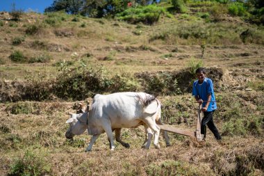 Uttarakhand, Hindistan, 13 Kasım 2021, Hintli bir çiftçi boğalarıyla tarlayı sürüyor, dağlarda yaşayan bir çiftçi. Teras çiftçiliği uygulanıyor.
