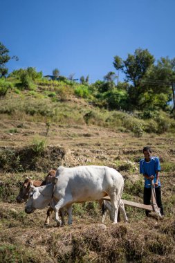 Uttarakhand, Hindistan, 13 Kasım 2021, Hintli bir çiftçi boğalarıyla tarlayı sürüyor, dağlarda yaşayan bir çiftçi. Teras çiftçiliği uygulanıyor.