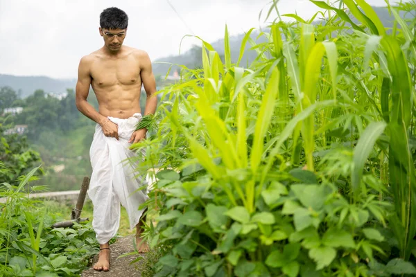 Young Indian fit boy, walking on a pathway beside crops in the field. An Indian priest walking while wearing white dhoti. Indian religious man.