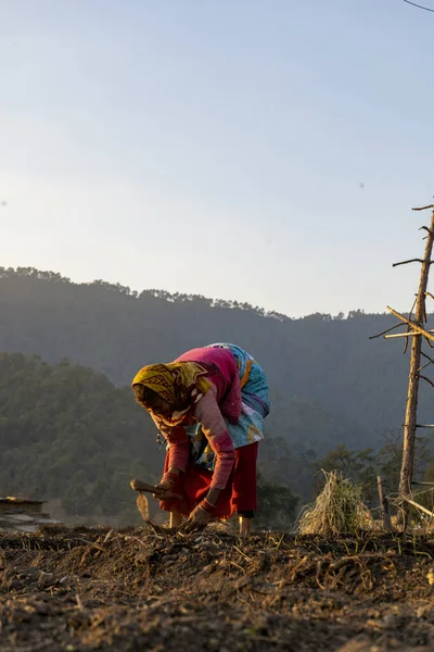 Almora, uttarakhand- January 3 2022- An old woman working in the fields in the evening.