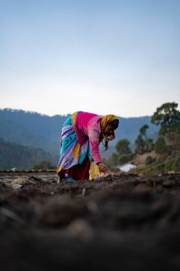 Almora, Uttarakhand - January 4 2022- An indian female farmer sowing seeds in the field. Female farmer working in the field.