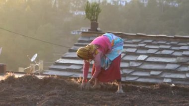 Almora, Uttarakhand - January 4 2022 - An old women working in the farms. A female farmer sowing seeds and working in the fields. 