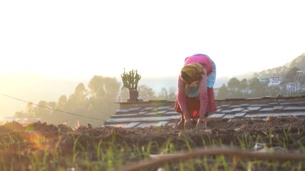 Almora Uttarakhand January 2022 Old Women Working Farms Female Farmer — 图库视频影像