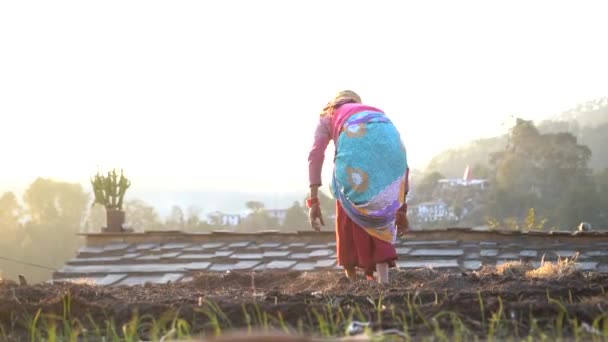 Almora Uttarakhand January 2022 Old Women Working Farms Female Farmer — стоковое видео