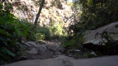 Genç Hintli çocuk ormanda sırt çantasıyla seyahat ediyor. Vahşi doğayı keşfeden genç bir gezgin.