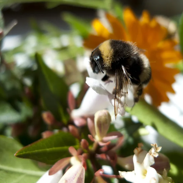 Včely opylují — Stock fotografie