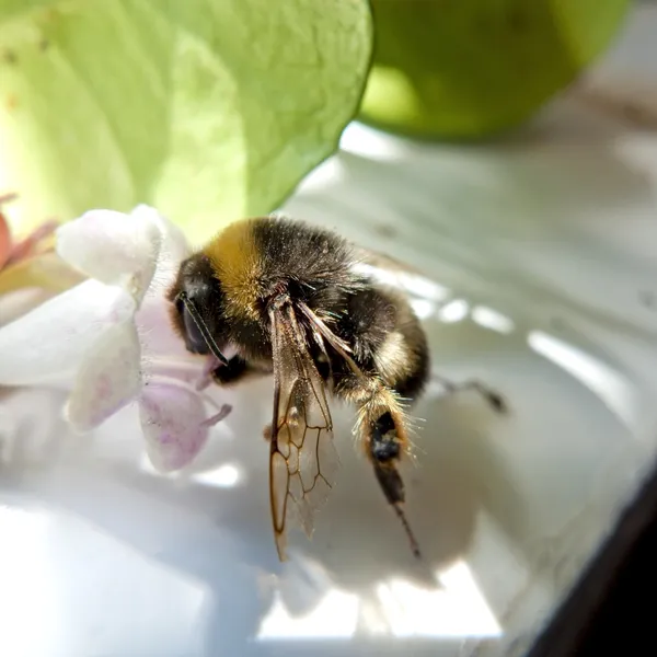 Bienen bestäuben — Stockfoto