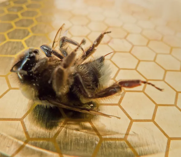 Bee pollinate — Stock Photo, Image