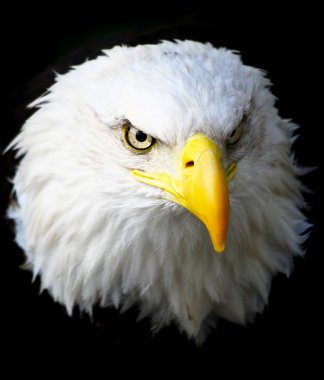 Amerikan Kartalı
