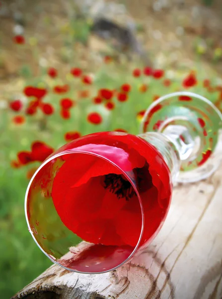 Poppy Kupası