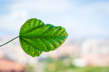 Madrid 'de güneşli bir günün beyaz arka planında yeşil yaprak, evimin penceresinde çekilmiş fotoğraf, sol tarafta.