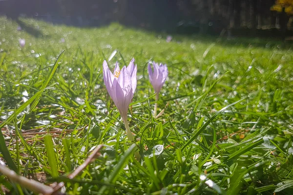 Hübsche Lila Blume Die Sich Vom Grün Des Feldes Abhebt — Stockfoto
