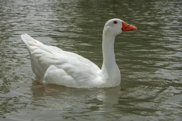 Vit Anka Sjön Poserar — Stockfoto