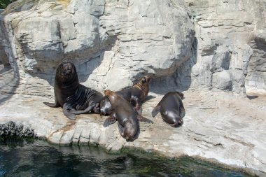 Deniz aygırları güneşin altında bir taşın üzerinde dinleniyor.