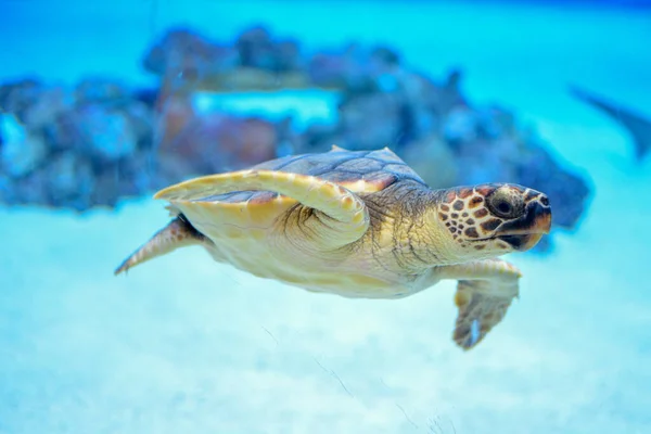 Красивая Морская Черепаха Плавает Воде Заднем Плане Несколько Камней — стоковое фото