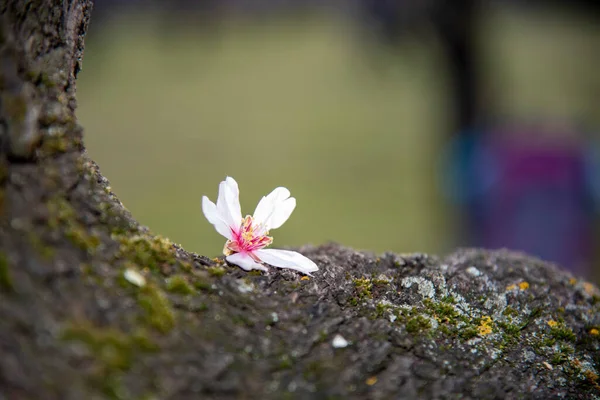 Badem çiçekleri ilkbaharda güzel arka plan renkleriyle açar
