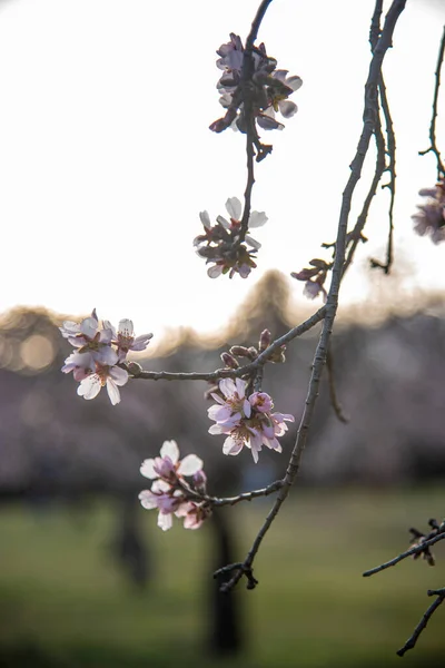 Flores Amêndoa Primavera Com Cores Fundo Agradáveis — Fotografia de Stock