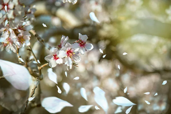 Flores Amêndoa Primavera Com Cores Fundo Agradáveis — Fotografia de Stock