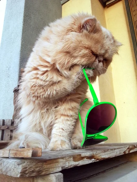 Кішка з сонцезахисні окуляри — стокове фото
