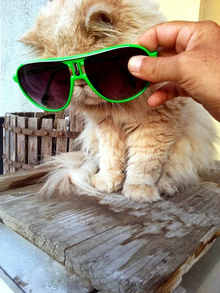 Cool katt — Stockfoto