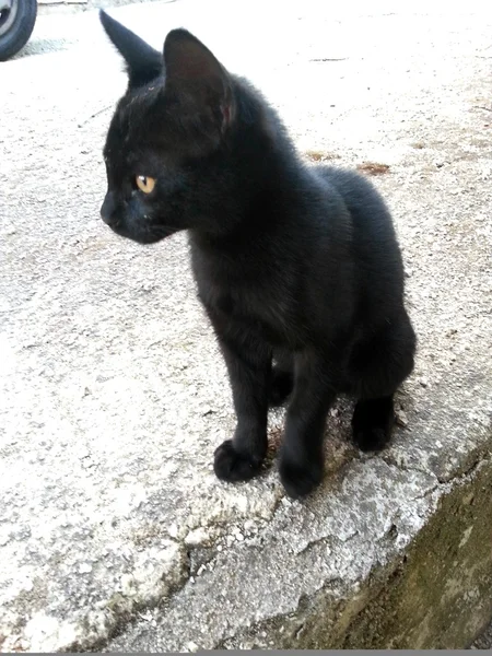 Gato preto — Fotografia de Stock