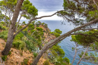 Calella de Palafrugell, Spain, view from a high point on the coast, interesting crooked growing trees in the foreground, Botanical Garden by the sea