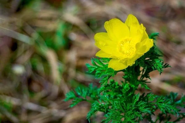 Großaufnahme Der Blume Adonis Vernalis Bekannt Als Frühlingsfasanenauge Gelbes Fasanenauge — Stockfoto