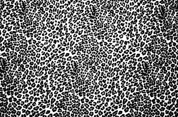 Леопард друку — стокове фото