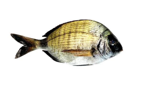 Ikan Bream Hitam diplodus vulgaris — Stok Foto