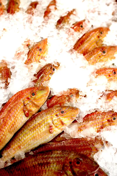 Red Mullet Fishes — Stok Foto