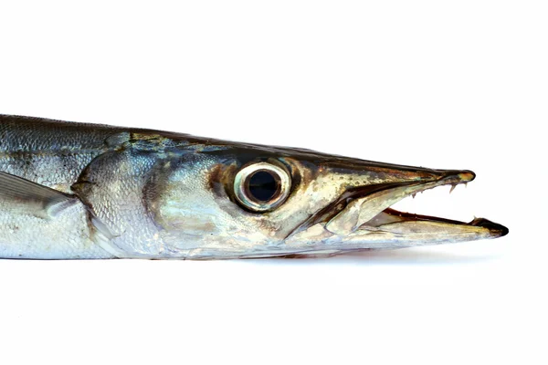 Fish Head — Stock Photo, Image