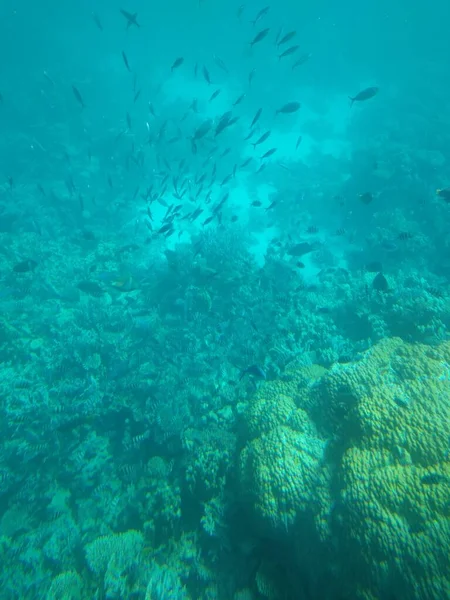 Le monde sous-marin de la mer avec des coraux et des bancs de poissons — Photo